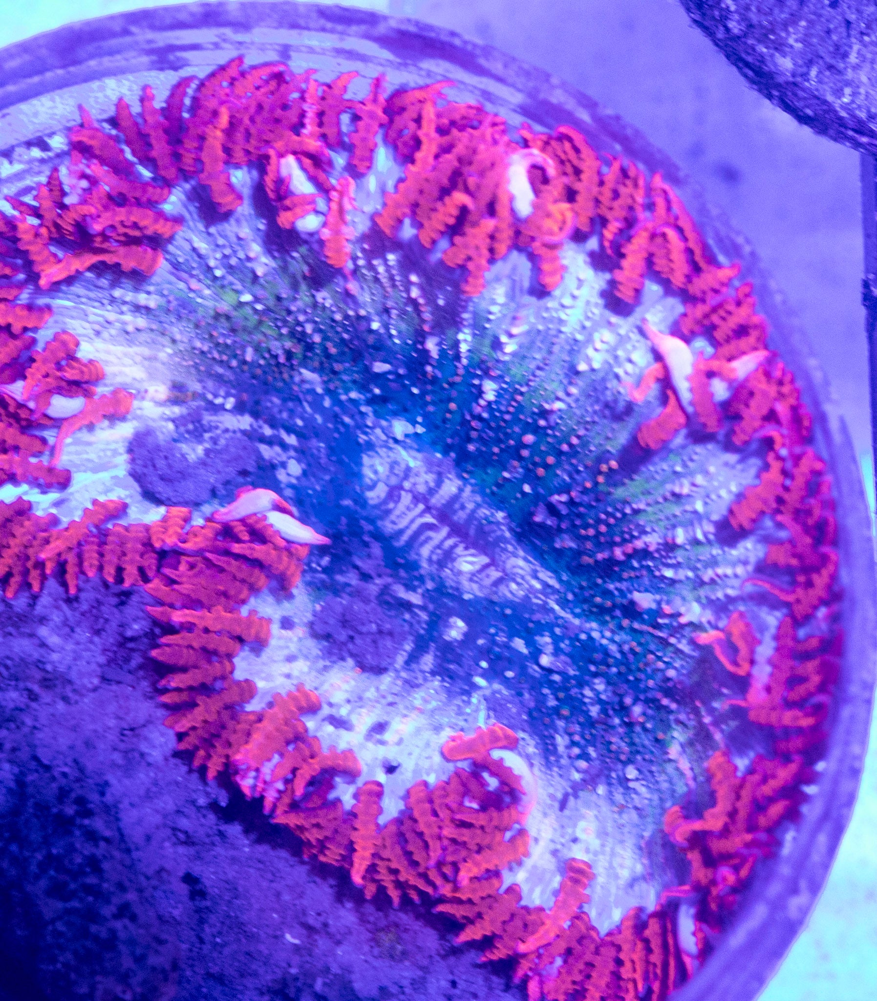 Rock Flower 1