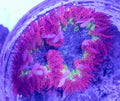 Rock Flower 2