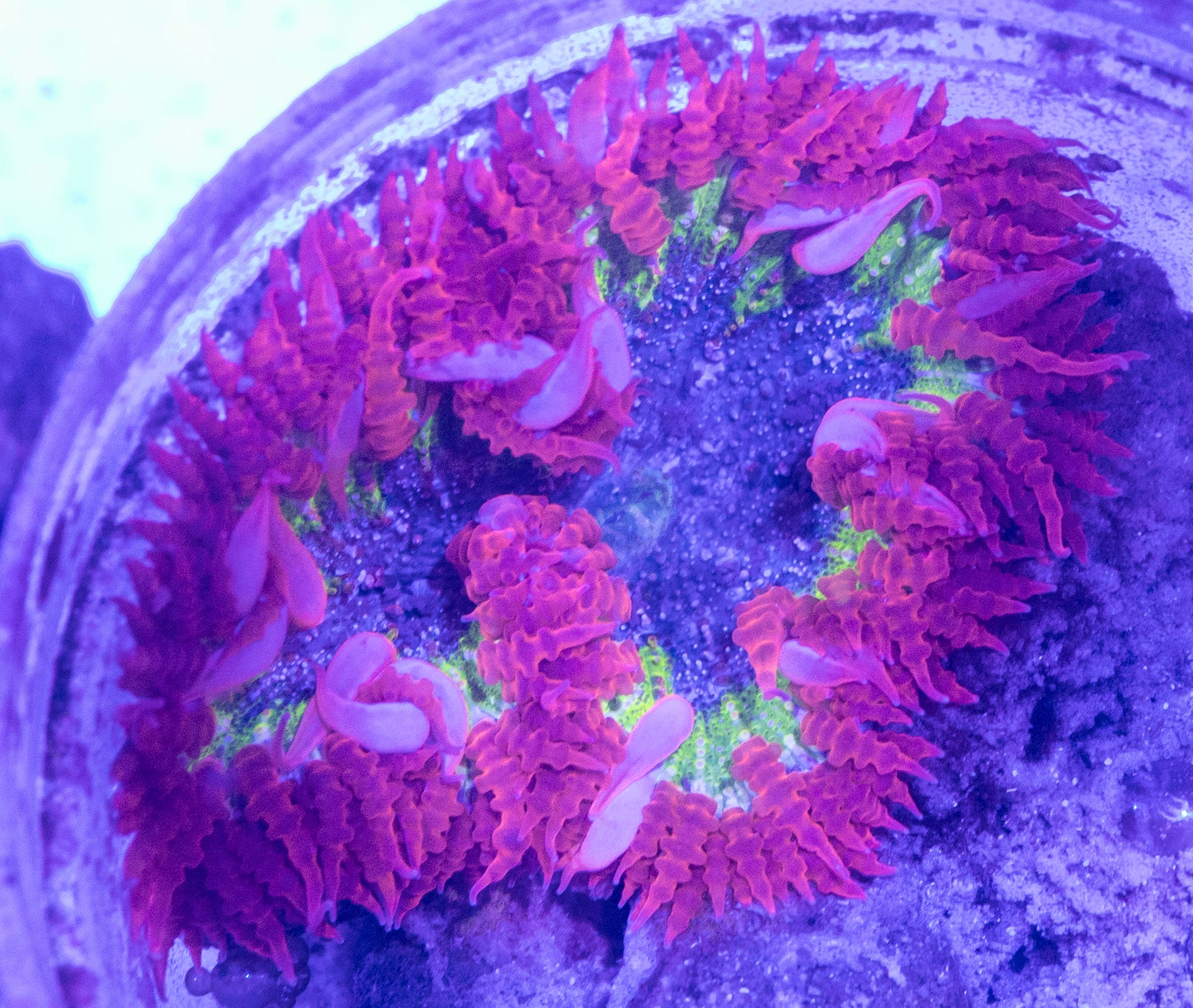 Rock Flower 2