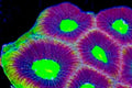 Dragon Sould Prism Favia Frag (2 heads)