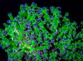 Neon Green Purple Tip Branching Frogspawn (1 head)
