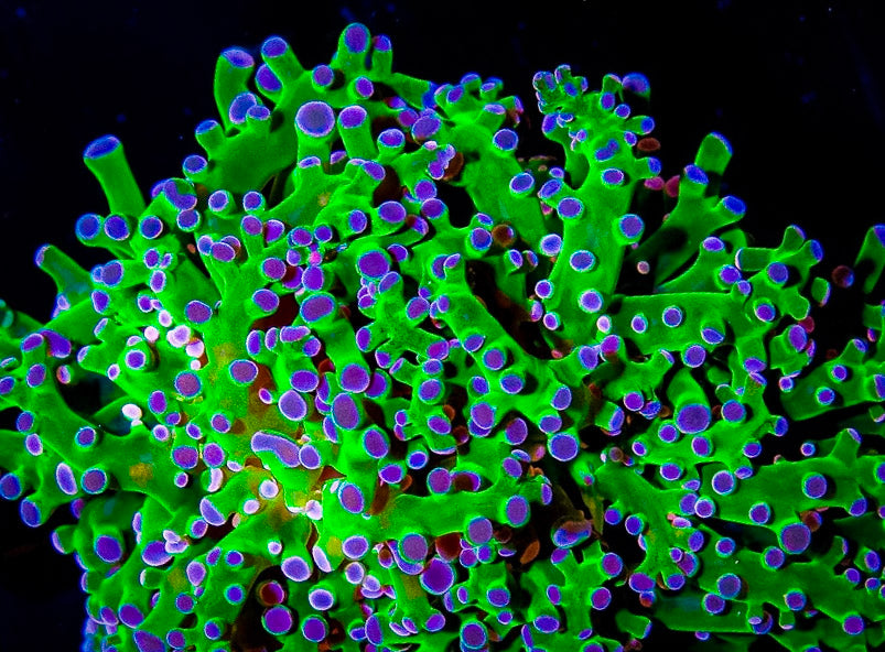Neon Green Purple Tip Branching Frogspawn (1 head)