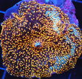 Interstellar Mushroom Coral