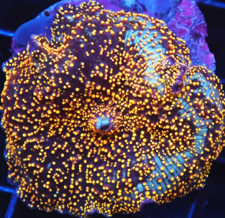 Interstellar Mushroom Coral