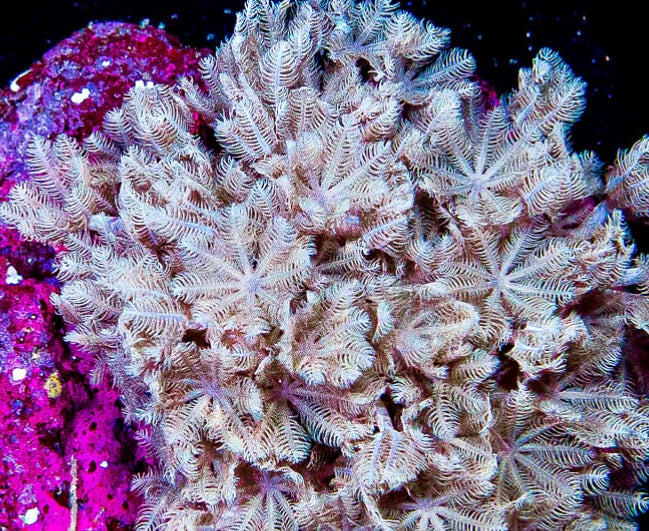 CVC Pulsing Xenia