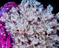 CVC Pulsing Xenia