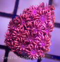 CVC Red & Pink Gonipora