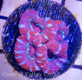 Candy Cane Acan