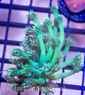 Metallic Green Gonipora