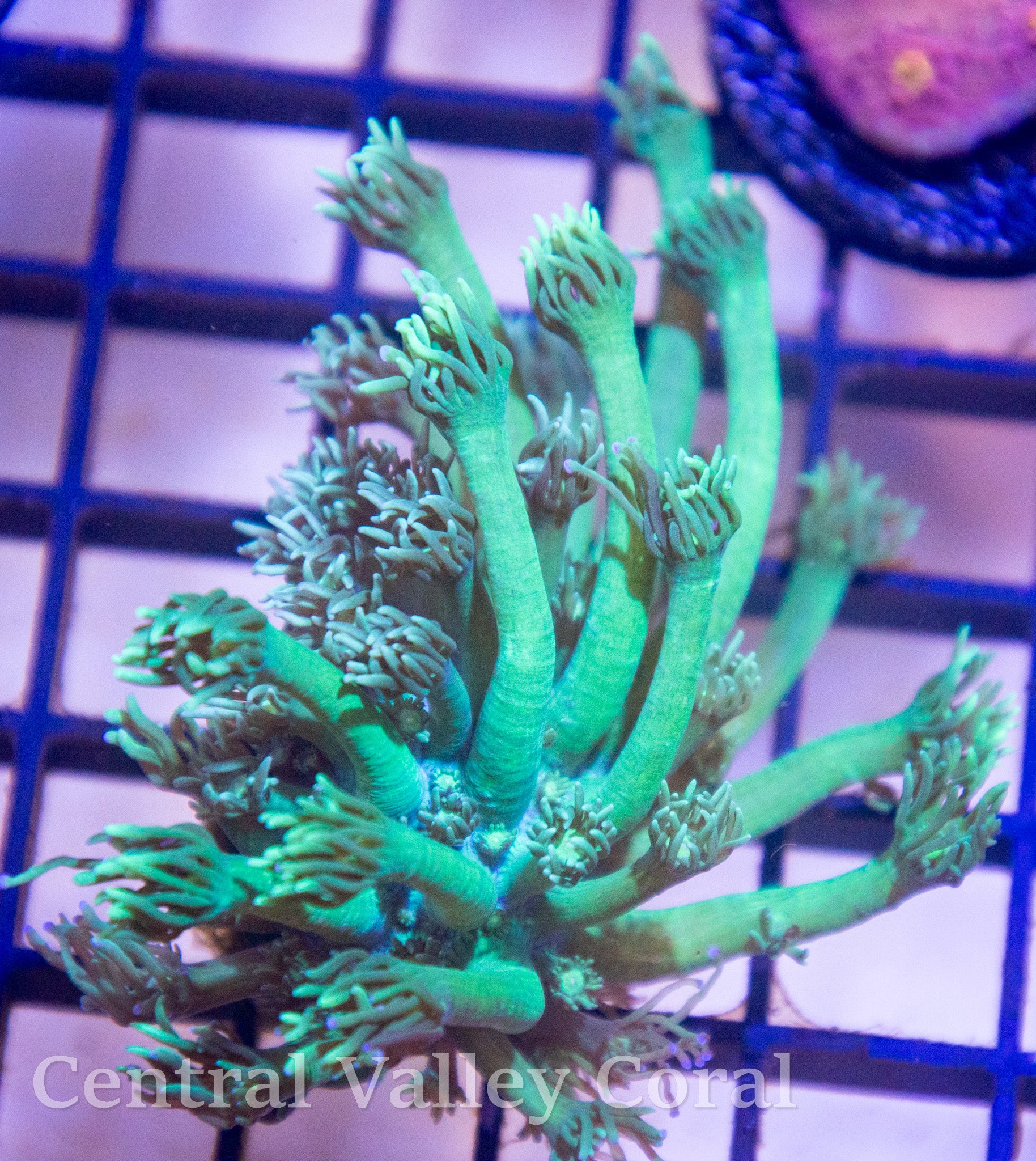 Metallic Green Gonipora
