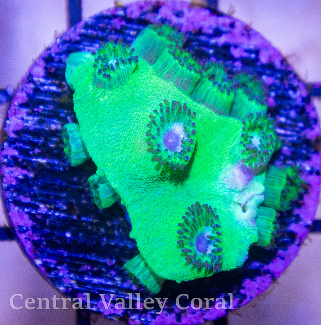 Turbinaria