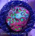 Ice War Coral