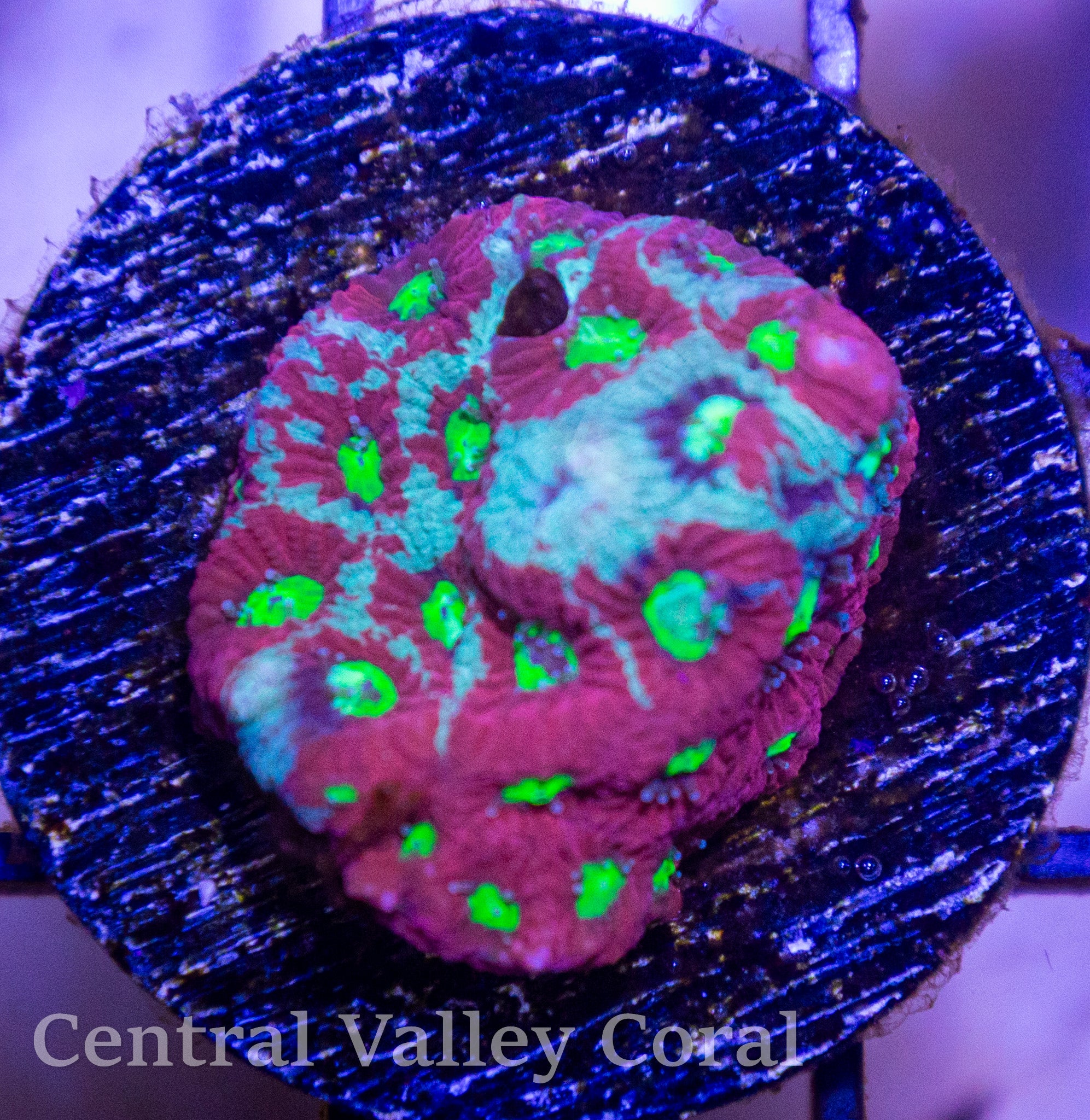 Ice War Coral