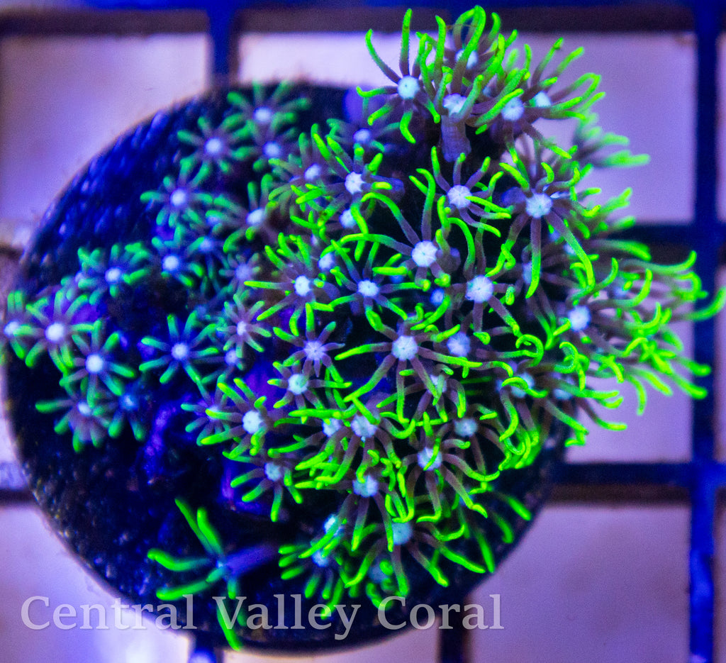 Neon Green Star Polyps
