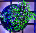 Neon Green Star Polyps
