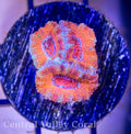 Orange Acans