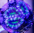 Blue green stripes Acans