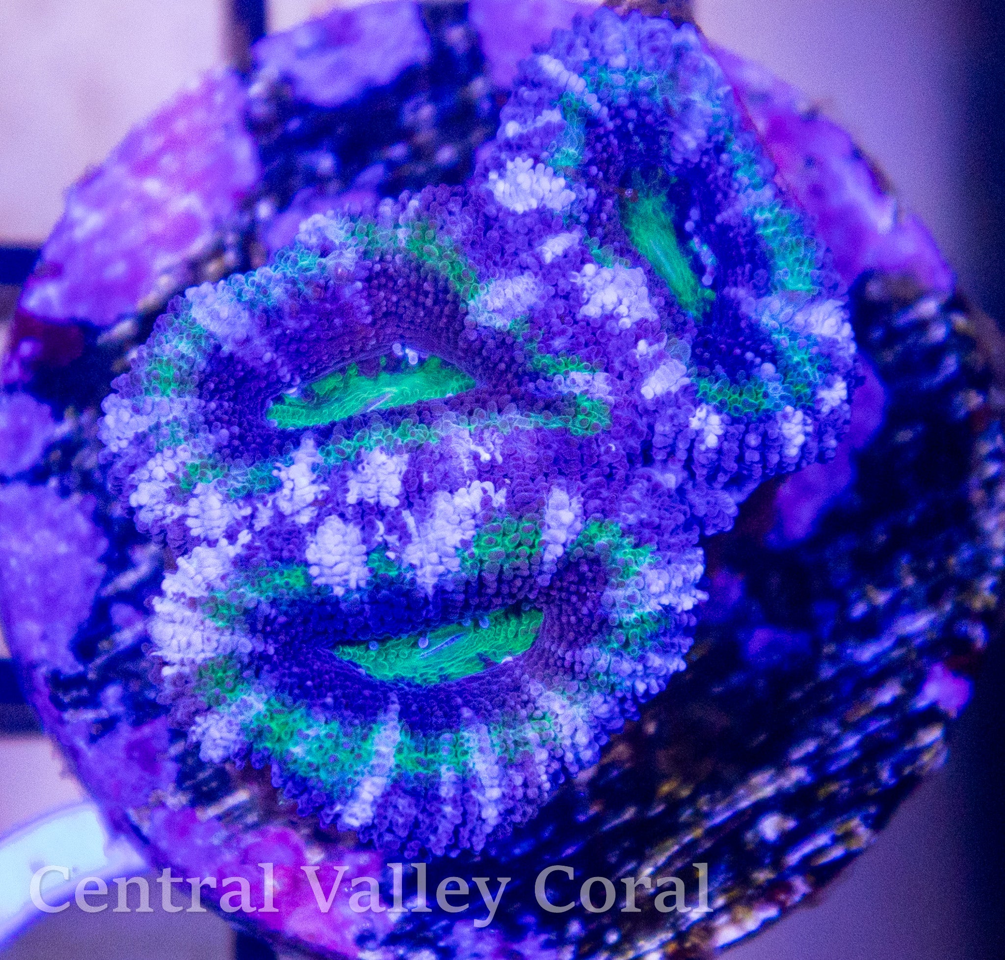 Blue green stripes Acans