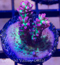 Strawberry Shortcake Acropora