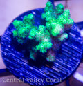 Neon Green Pocillopora