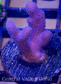 Pink Stylophora