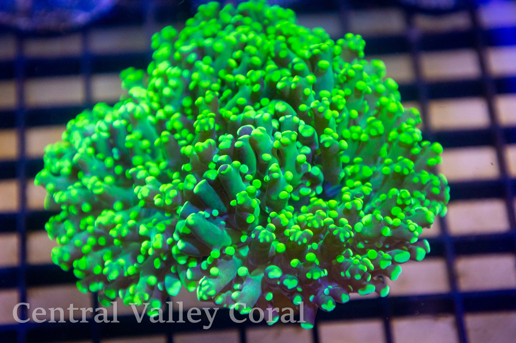 Neon Green Octospawn Colony Aquacultured