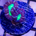 Purple w/ Neon Green Striped Candy Cane