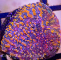 CC Cloudberries Chalice