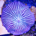 Ultra Striped with Red Discosoma