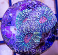 Acan Echinata