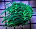 Aquacultured Neon Green Torch Coral