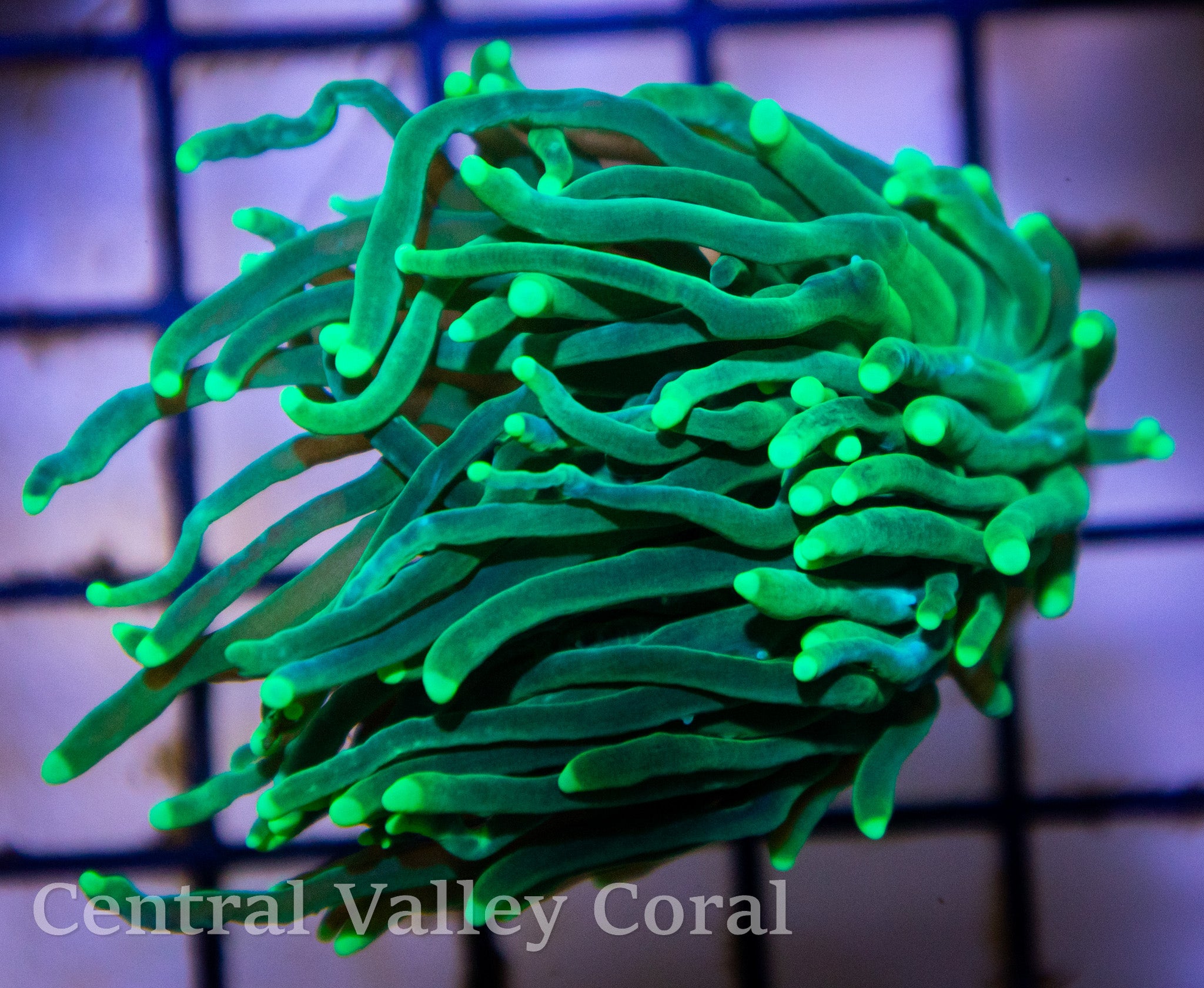 Aquacultured Neon Green Torch Coral