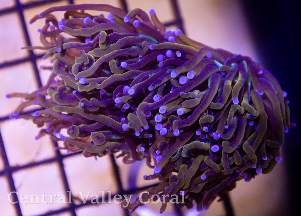 Aquacultured NY Knicks Single