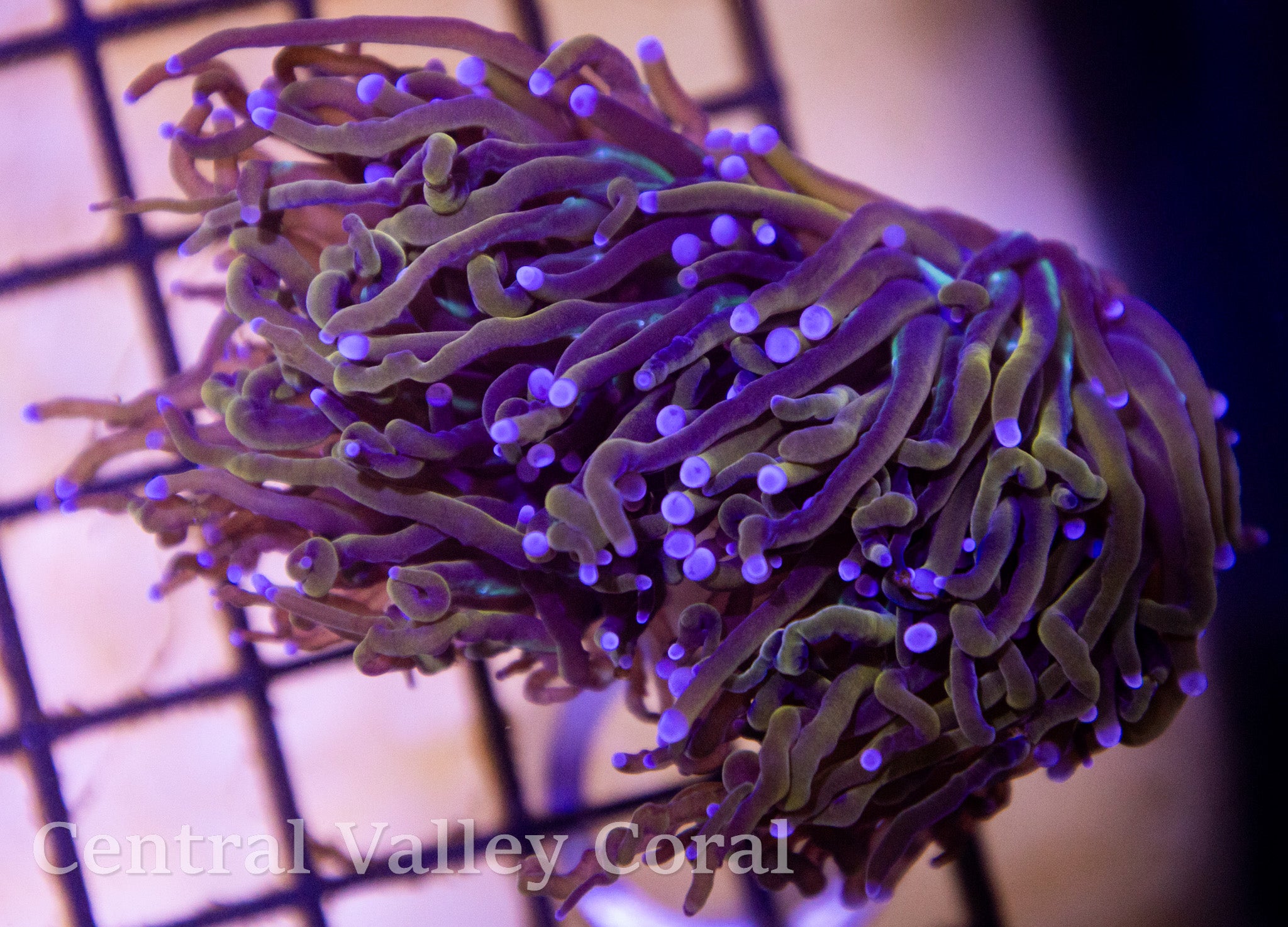 Aquacultured NY Knicks Torch 2 heads