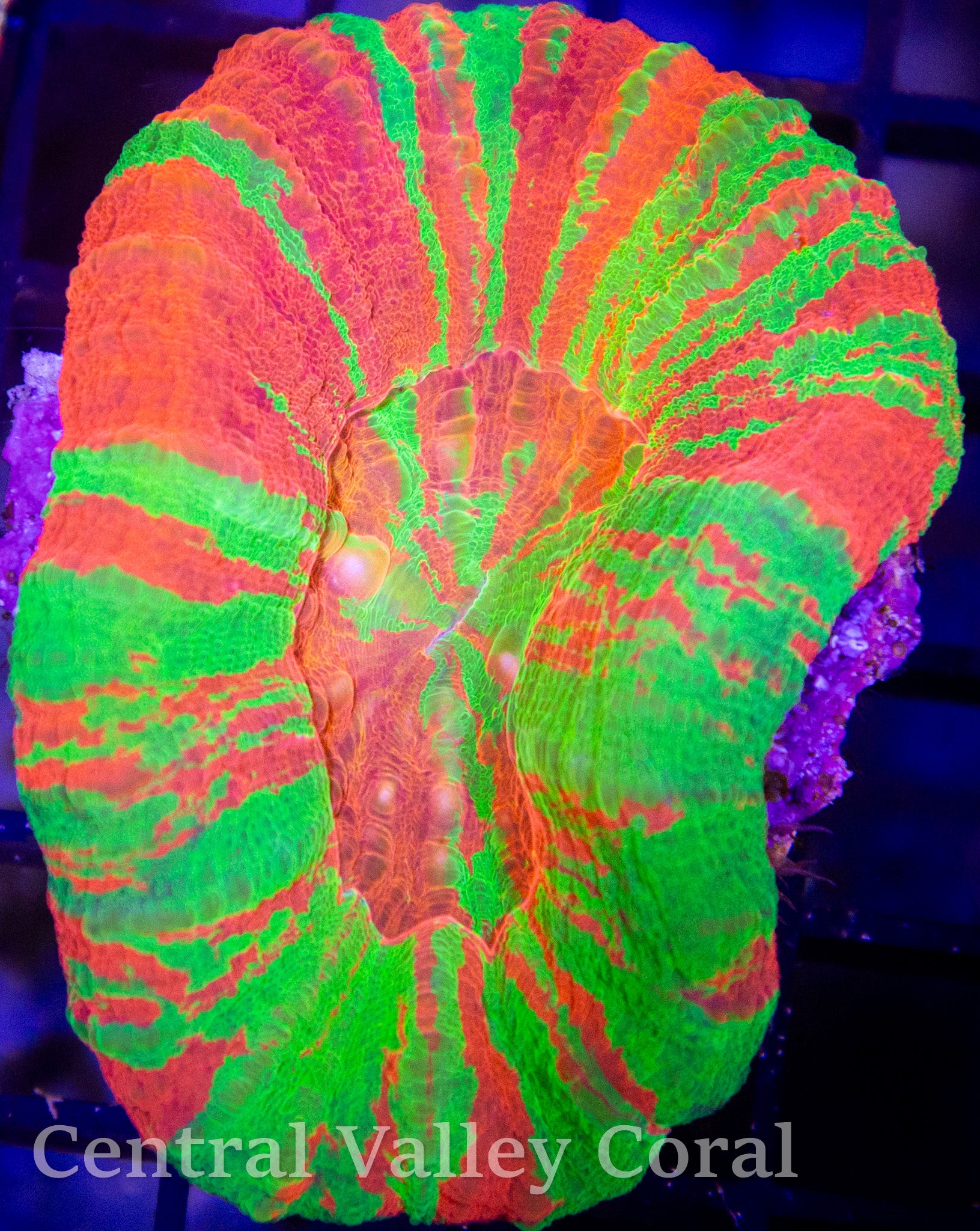 Ultra Bleeding Apple Scoly