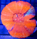 Orange Blue Scoly