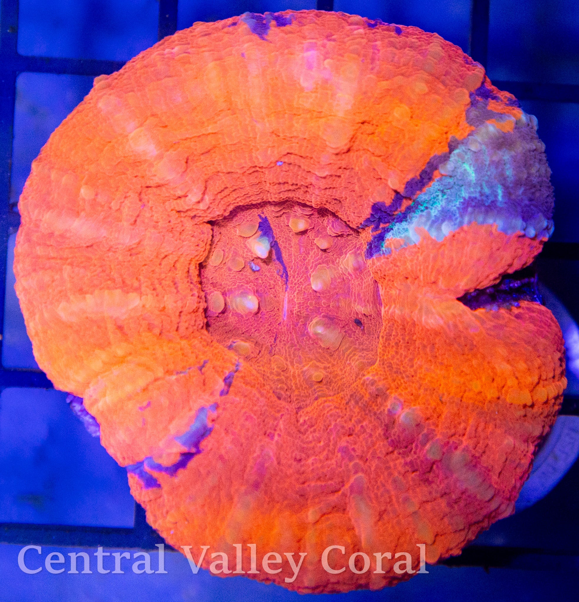 Orange Blue Scoly