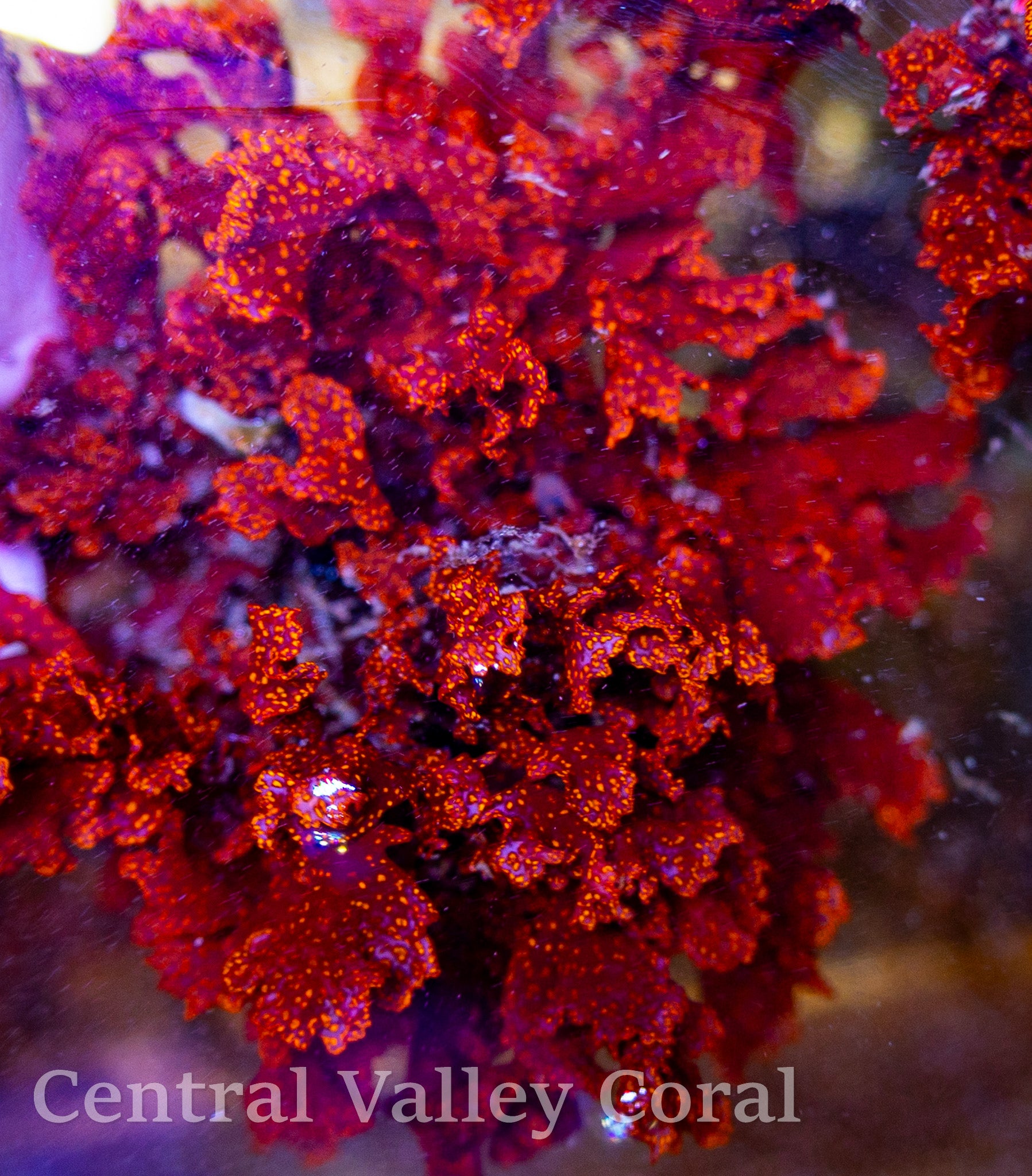 Atomic Broccoli Macroalgae