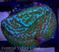 Aquaman Montipora