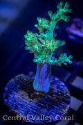 CVC Neon Green Kenya Tree