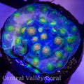 JF Techno Cyphastrea