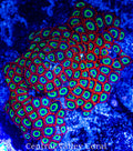 CVC Fire Emeralds