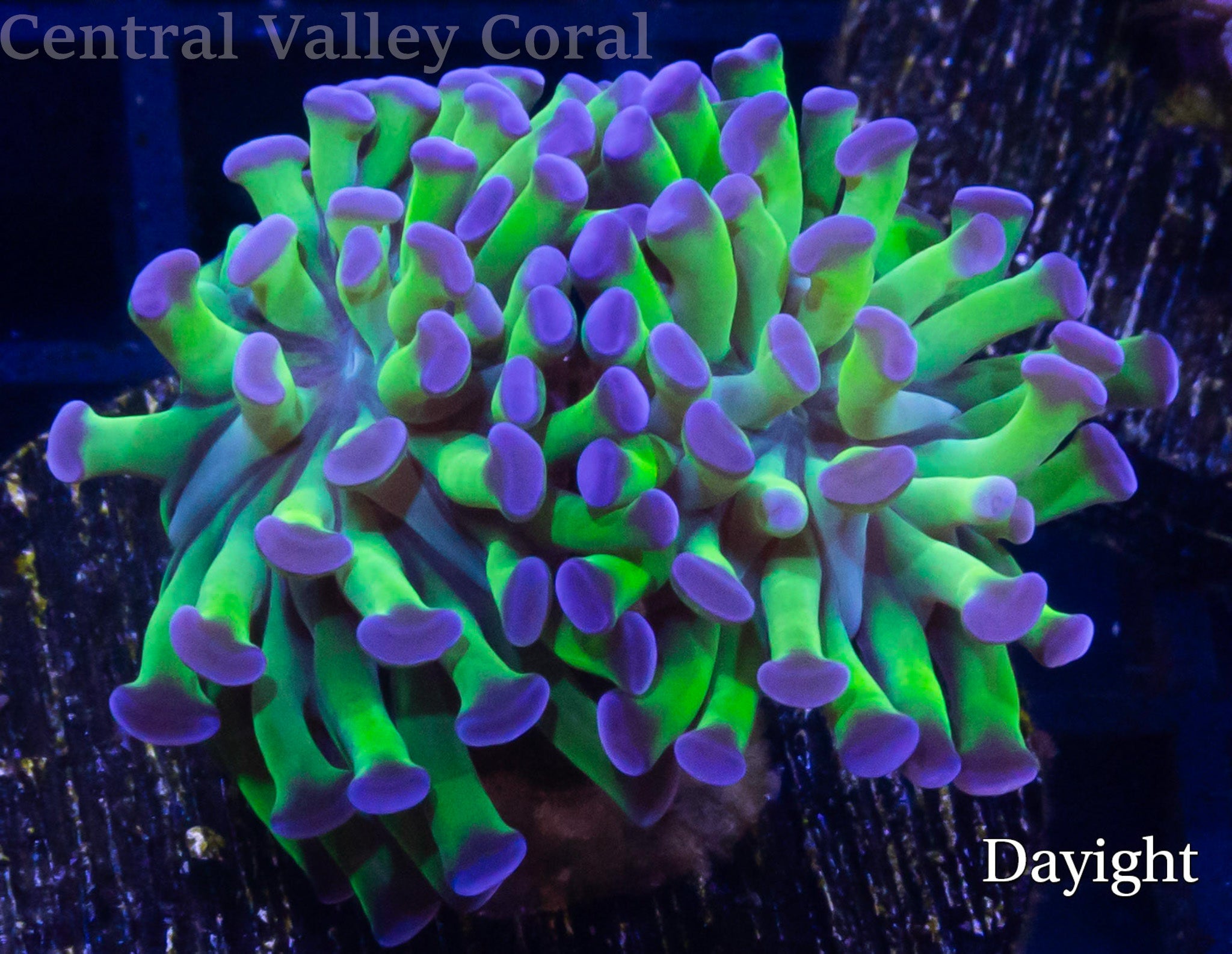 Hammer Neon Green Purple Tip