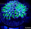 Hammer Neon Green Purple Tip