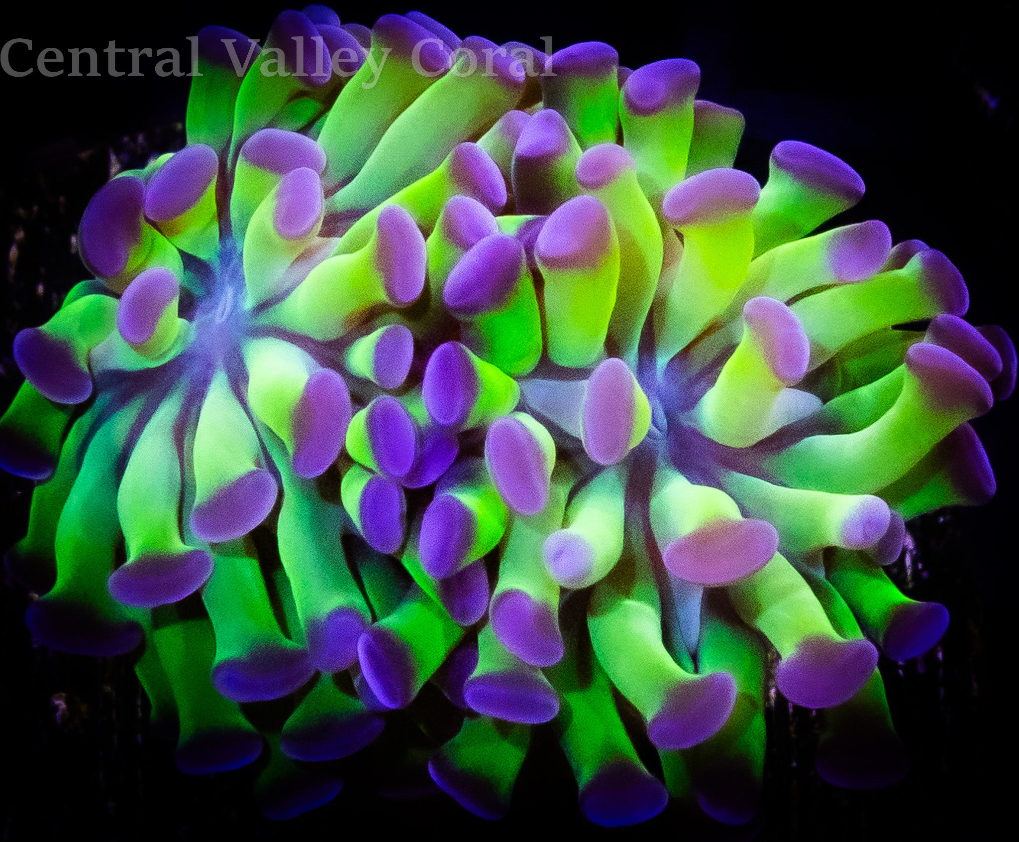 Hammer Neon Green Purple Tip