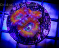 Rainbow Acans
