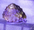 Astrea Turbo Snails