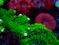CVC Fuzzy Green Slimer