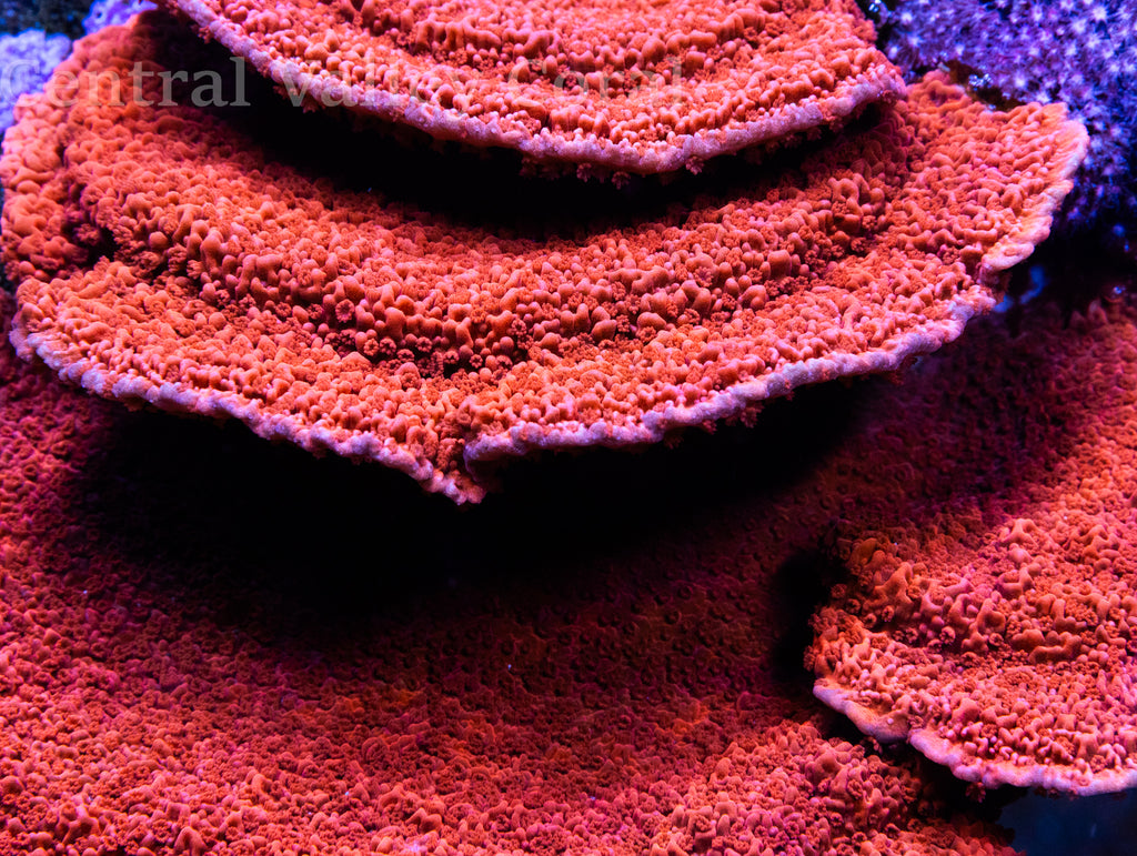 Red Montipora Cap