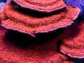 Red Montipora Cap